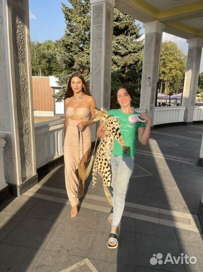 Фотосессия с кошками (бенгальская, сервал, чаузи)