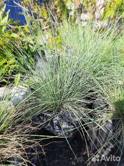 Овсяница сизая