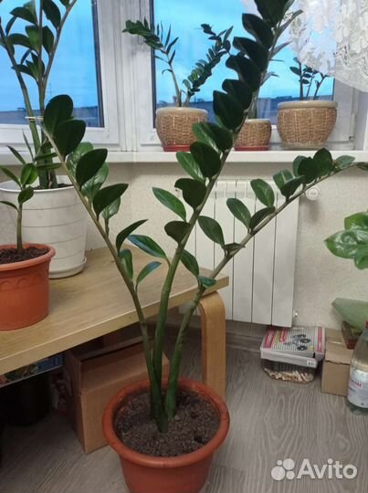 Замиокулькас долларовое дерево