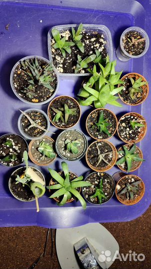 Гастерия Веррукоза