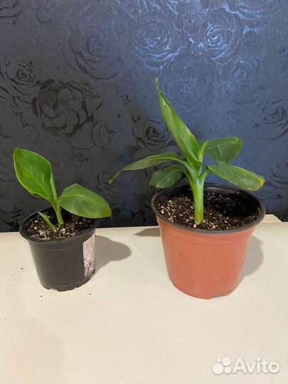 Карликовый банан