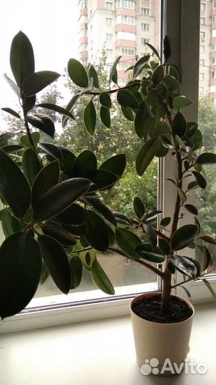 Фикус каучуконосный эластика большой
