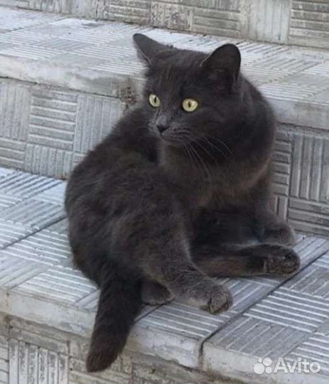 Очень ласковая, умная,породная Дымка живет у магаз