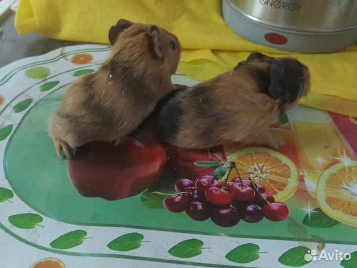 Морская свинка