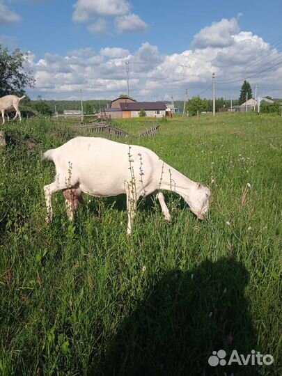 Коза ламанча