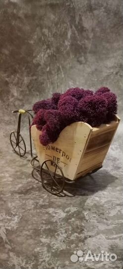 Кашпо со стабилизированным мхом, сирень