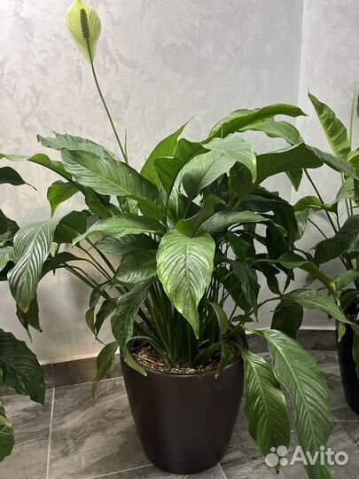 Спатифиллум
