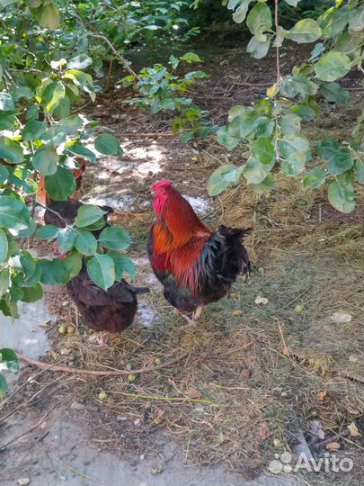 Петух маран