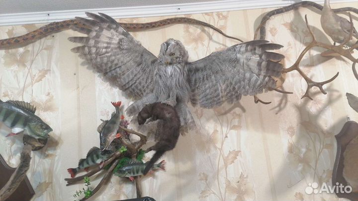 Чучело птицы