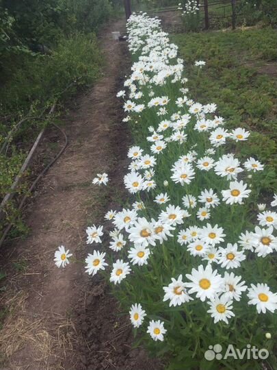 Рассада многолетних ромашек