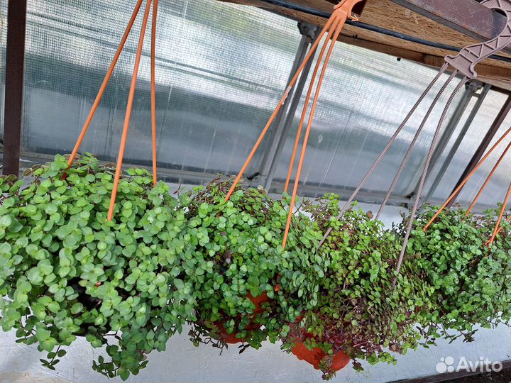 Комнатные растения. Каллизия ползучая