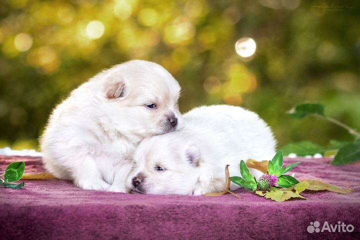 Шпице-детки