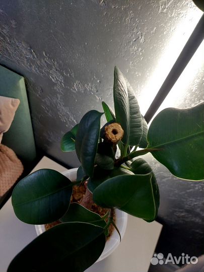 Фикус каучуконосный