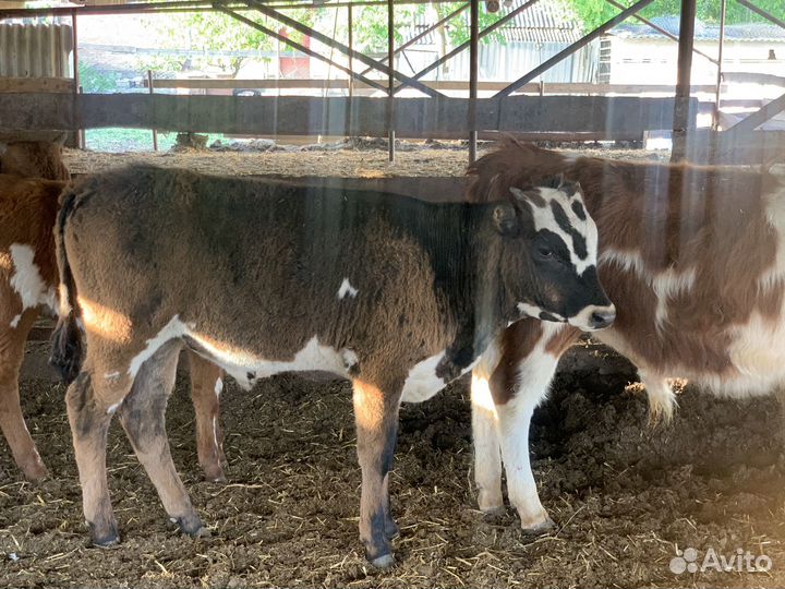 Бычки симменталы