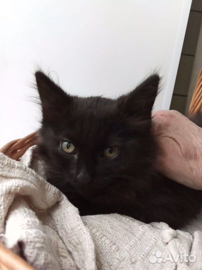 Котенок (3 месяца, мальчик)