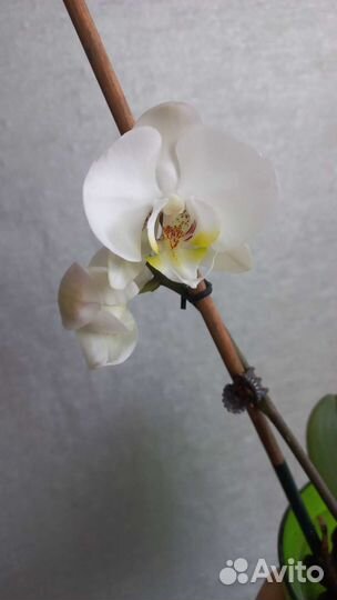 Орхидея фаленопсис цвет - белый