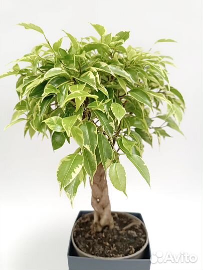 Фикус Бенджамина Экзотика