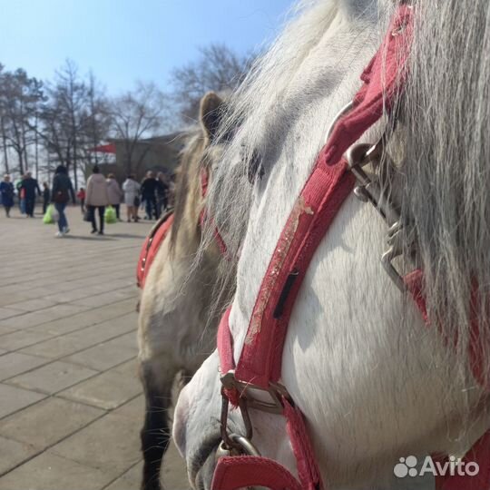 Пони на детский праздник