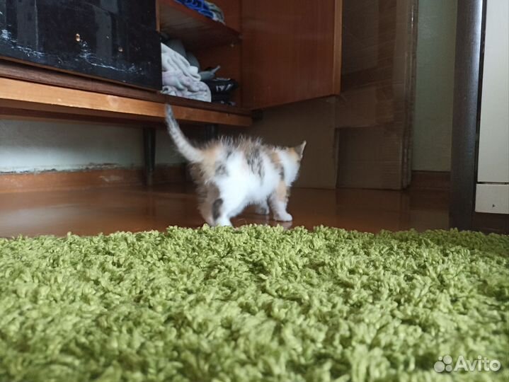 Кошка
