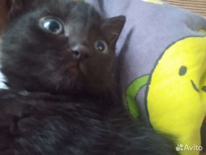 Кошка в дар