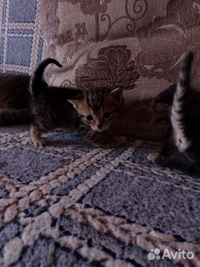 Отдам котят в добрые руки