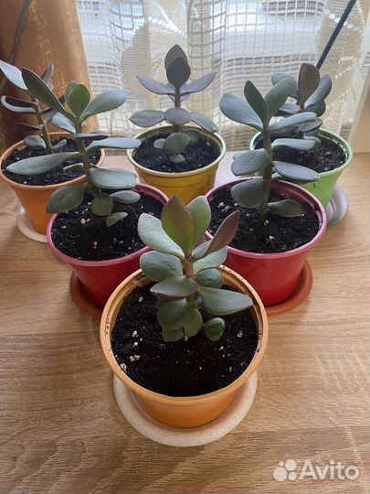 Крассула (Толстянка)