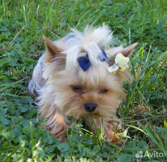 Йоркширский терьер мини беби фейс вязка