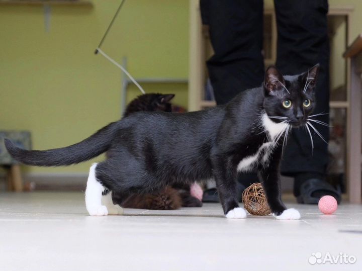 Котики