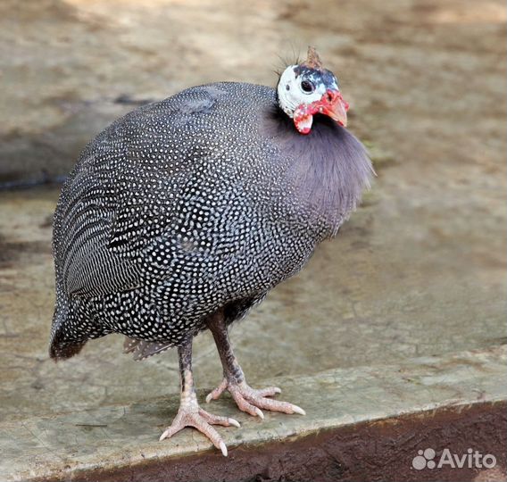 Домашняя птица