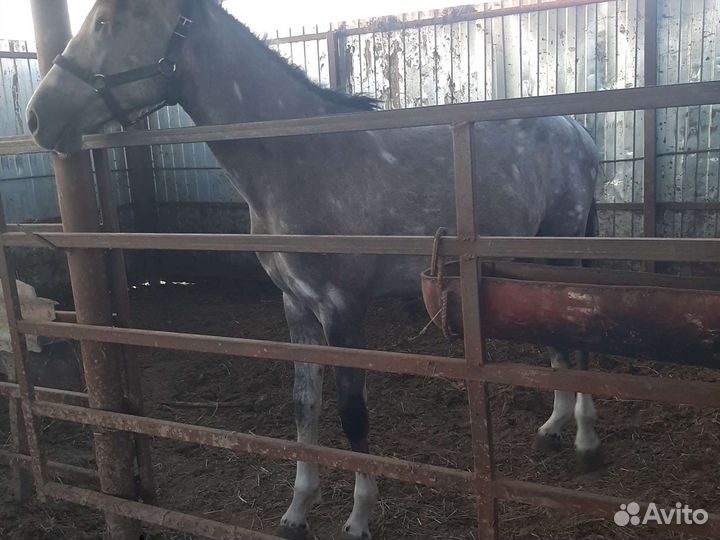 Орловская кобылка