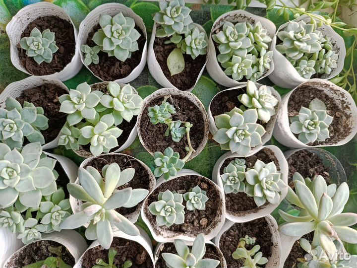 Суккуленты почтой и детки с корнями