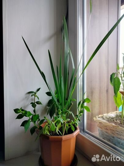 Финик, Эсхинантус