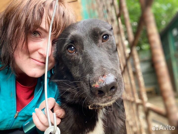 Собака Лучик из приюта очень ждет свою семью