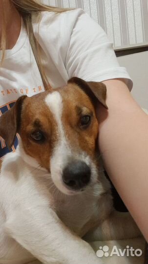 Собака для вязки