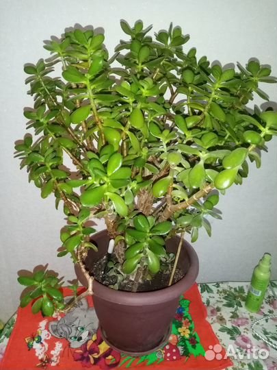 Крассула толстянка