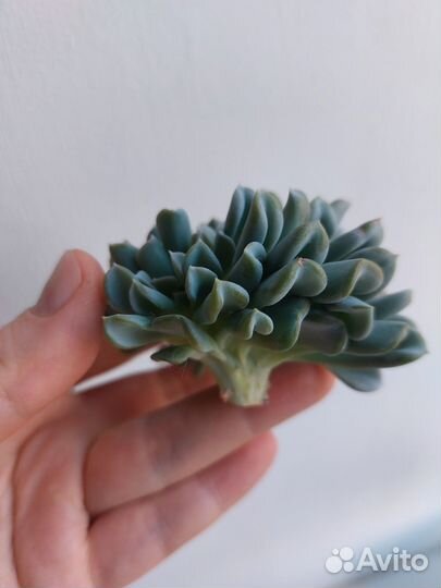 Эхеверия топси турви кристата