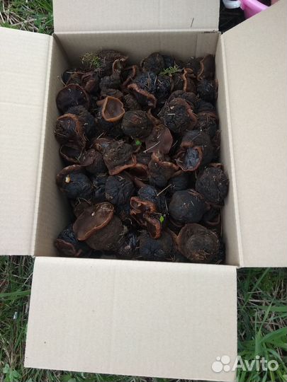 Гриб Саркосома