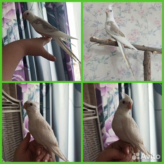 Попугаи разные