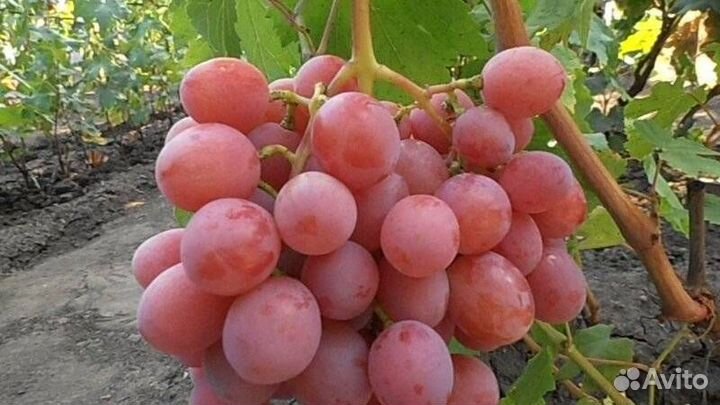 Саженцы винограда Шуня