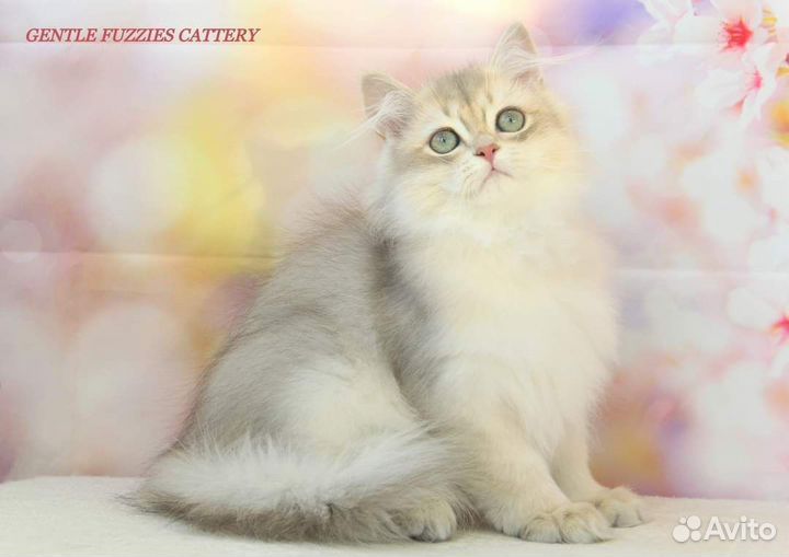 Британские котята