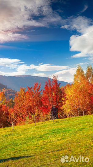 Зерно, пшеница и ячмень