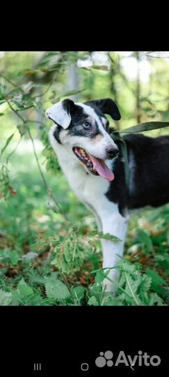 Собака ждёт тебя в приюте