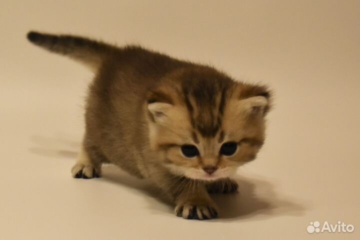 Котёнок Британская золотая шиншилла мальчик