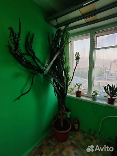 Кактус Молочай