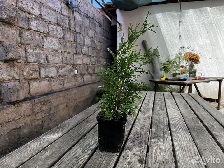 Туя Смарагд