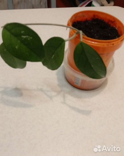 Хойя карноза взрослая и укоренные черенки