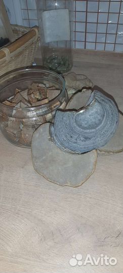 Трутовик березовый