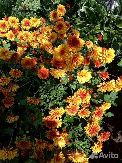 Садовые цветы