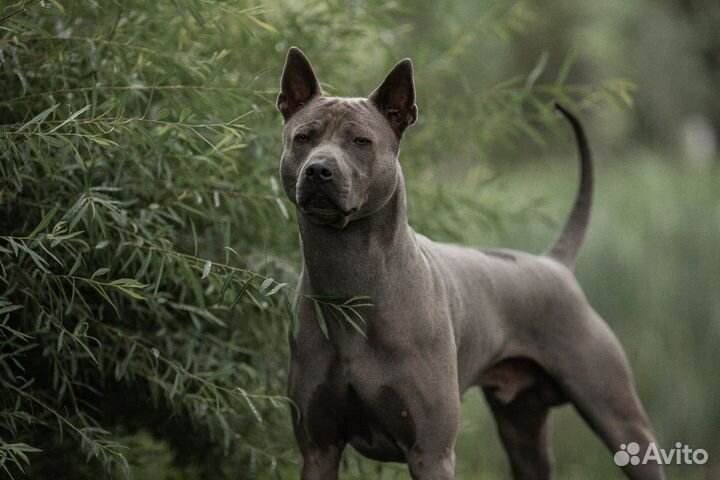 Вязка Тайский Риджбек кобель