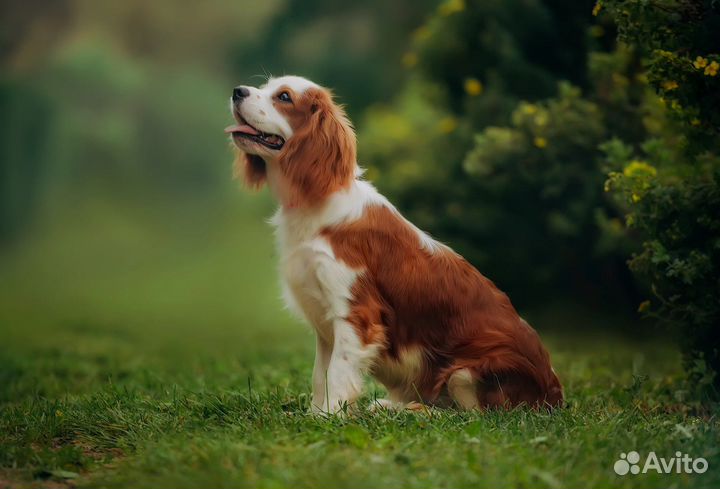 Кавалер Кинг чарльз спаниель девочка
